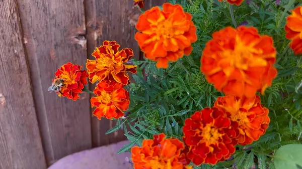 Canlı Turuncu Marigold Çiçekleri Bahçede Tozlaşan Yabanarısı Çiçekleri