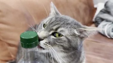 Kahverengi bir koltukta otururken Yeşil Şişe Kapağını Yalarken Meraklı Gri Tekir Kedi 'nin Yakın Çekimi