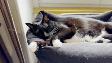 Barışçıl Siyah ve Beyaz Kedi Güneşli bir günde rahat bir şekilde Pencere kenarında uyuyorlar.