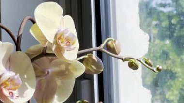 Hassas Sarı Orkidelerin Yakın Çekimi Güneş Işıklı Pencere kenarında tomurcuklanmaya hazır tomurcuklarla çiçek açıyor