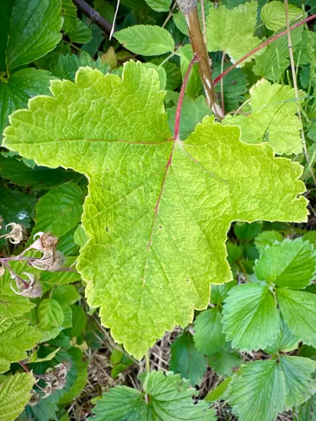 stock image Close-up of Lush Green Leaf of Redcurrant (Ribes Rubrum) in Natural Habitat