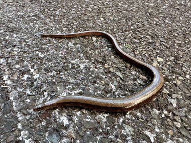 Slow Worm (Anguis fragilis) on Rough Asphalt Surface in Natural Habitat clipart