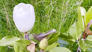 Magnolia Grandiflora 'nın (Güney Manolya) yakın çekimi. Bud, el değmemiş beyaz yapraklar ve yemyeşil yapraklarla birlikte.