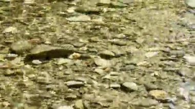 Çakıl taşları ve kayaların üzerinden akan temiz suyla Serene Ormanı, Huzurlu Doğal Nehri çevreleyen yemyeşil bir nehir.