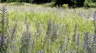 Doğal Yaşam Alanında Yeşil Yeşiller Ortasında Viper 'ın Bugloss' unun (Echium vulgare) Yakın Çekimi