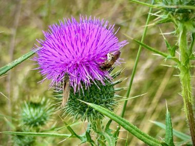 Kahverengi Kelebek ve Arı Yemi ile çevrili, Canlı Mor Dikenli Çiçeğin Macro Yakın Çekimi Yeşil Çayırdaki Dikenli Parlaklar