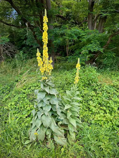 stock image Tall Verbascum thapsus plants, commonly known as common mullein, with bright yellow flower spikes blooming amidst lush greenery and dense foliage in a tranquil forest edge on a summer day