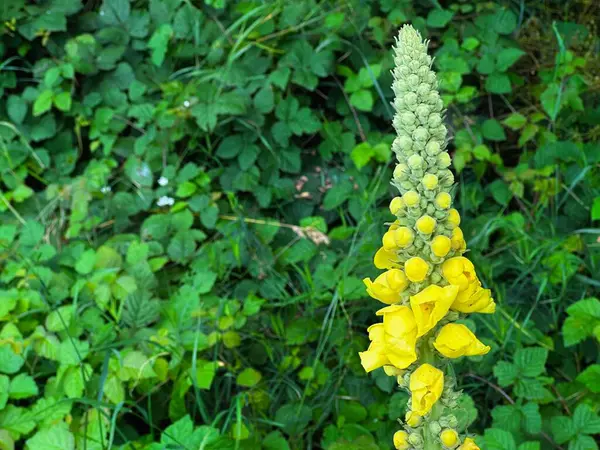 stock image Close-up of Verbascum thapsus, commonly known as common mullein, displaying its vibrant yellow flower buds against a lush green leafy background in a serene forest setting