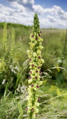 Verbascum thapsus 'un canlı yakın çekimi, yaygın olarak mullein olarak bilinir, uzun sarı çiçek başağını sergiliyor bereketli yeşil bir çayırda çiçek açıyor yazın mavi gökyüzünün altında tüylü beyaz bulutlarla birlikte.