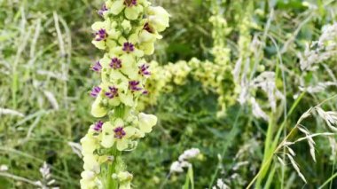 Verbascum thapsus 'un canlı yakın çekimi, yaygın olarak mullein olarak bilinir, uzun sarı çiçek başağını sergiliyor bereketli yeşil bir çayırda çiçek açıyor yazın mavi gökyüzünün altında tüylü beyaz bulutlarla birlikte.