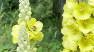Verbascum Thapsus 'un Verbascum Çiçekleri Lush Yeşilliği' nde Bal Arısı Tozlaştıran Sarı Çiçekler