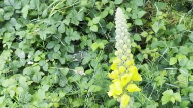 Verbascum thapsus 'un yakın çekimi, yaygın olarak 