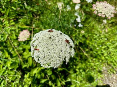 Kraliçe Anne 'in Danteli Tozlanan Böceklerle Çiçek Açar Ve Yeşil Çayırda Yaban Otu Yiyen Böcekleri