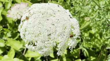 Kraliçe Anne 'in Danteli Tozlanan Böceklerle Çiçek Açar Ve Yeşil Çayırda Yaban Otu Yiyen Böcekleri