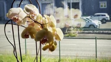 Parlak Gün Işığında Phalaenopsis Orkideleri Bir Pencerede Yansımalar, Açık Sarı Yapraklar ve Şehir Merkezlerinde Canlı Merkezler
