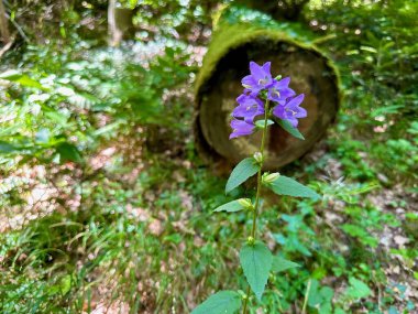 Narin Mor Campanula (Campanula soluk borusu) Yosun Kaplamalı Kütük Arkaplanlı Yosun Ormanında Çiçek Açan