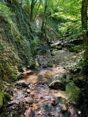 Serene Forest Stream Shady, Green Woodland 'da akıyor