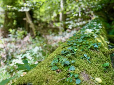 Yosun kaplı Ağaç Gövdesi Ivy Growth ile Yoğun, Günışığı Ormanı 'nda