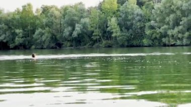 Huzurlu Kadın Sakin Göl 'de Yüzüyor Etrafı Yoğun Yeşil Ormanlarla çevrili Sakin Bir Yaz Gününde