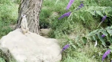 Bir ağaç gövdesine karşı bir kayanın üzerinde duran ve çevresini yemyeşil bir doğal ortamda gözlemleyen yalnız bir mirket.