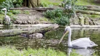 Doğal Yaşam Alanında Yeşillik ve Düşmüş Dallarla çevrili Sükunet Havuzu ile çevrili Beyaz Pelikan Grubu