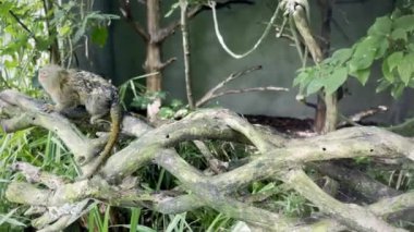 Pigme Marmoset (Cebuella pigmaea) Yoğun, Yeşil Orman Habitatı 'nda bir şubeye tünemiştir.