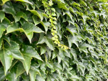 Canlı yeşil sarmaşık yapraklarından oluşan yoğun bir duvar. Değişen tonlarda ve dokularda, yemyeşil, doğal bir duvar oluşturur. Detaylı bir şekilde yakın plan çekimde görüntülenir.