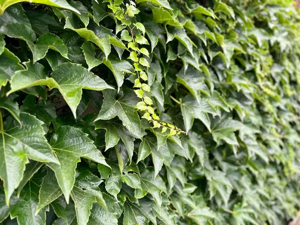 stock image Dense wall of vibrant green ivy leaves with varying shades and textures, creating a lush, natural tapestry of foliage, captured in detailed close-up