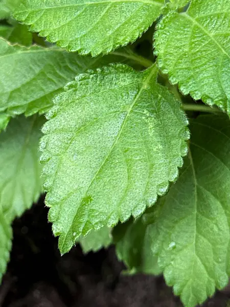 Kapalı alanlarda küçük saksılarda yetiştirilmiş, canlı yeşil otlaklar ve tırtıklı yapraklar, genç Lamiaceae aile bitkisinin sağlıklı büyümesini ve dokulu yapraklarını ön plana çıkarıyor.