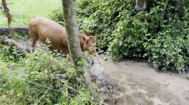 Çamurlu bir derede yürüyen kahverengi inek yemyeşil bir ormanlık alanda kırsal yaşam ve tarım manzaralarını doğal bir ortamda sergiliyor.