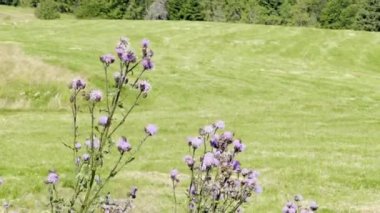 Çiçek açan devedikeni (Cirsium arvense) Arıların polenlediği ve arka planda yemyeşil otlakların olduğu bir yaz çayırında mor çiçeklerle