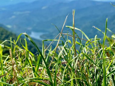 Güneşli bir yaz gününde Fransa 'nın başkenti Alsace-Lorraine' deki Lac de Kruth ve Vosges Dağları 'nın bulanık Arkaplanlı Yeşil Çimen Macro Manzarası