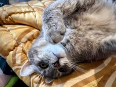 Huzurlu Gri Tekir Kedi Ev Kütüphanesi 'ndeki rahat altın battaniyenin üzerinde uzanıyor, Etrafı renkli kitaplarla çevrili, İçerideki Huzurlu Anın tadını çıkarıyor