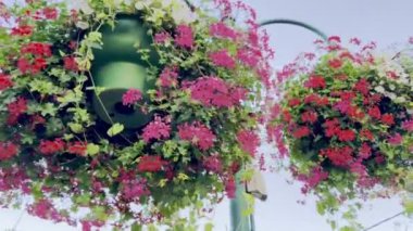 Renkli Asılı Kırmızı ve Pembe Pelargonyum Sepeti Peltatum Sarmaşık Sarmaşığı Berrak Yeşilliklerle dolup taşar Açık Mavi Gökyüzüne karşı Bir Yaz Şehir Ayarı
