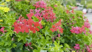 Kırmızı Sarmaşık Sarmaşığı Pelargonyum Peltatum 'un yemyeşil yeşilliğe yayılışı, Yaz Bahçesi' nde Yoğun Çiçek Büyümesi