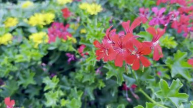 Yoğun Kırmızı Pelargonium Peltatum Sarmaşık Sarmaşığı Yeşil Yapraklar Karşısında, Yazın Bahçede Ayrıntılı Yaprak Dokusunu Gösterme