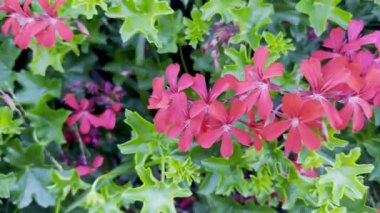 Yoğun Kırmızı Pelargonium Peltatum Sarmaşık Sarmaşığı Yeşil Yapraklar Karşısında, Yazın Bahçede Ayrıntılı Yaprak Dokusunu Gösterme