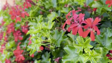 Yoğun Kırmızı Pelargonium Peltatum Sarmaşık Sarmaşığı Yeşil Yapraklar Karşısında, Yazın Bahçede Ayrıntılı Yaprak Dokusunu Gösterme