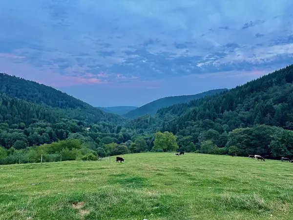 Alacakaranlıktaki Vosges Dağları 'ndaki Idyllic Pastoral Manzara Otlayan İnekler, Glashutte, Guebwiller, Alsace, Fransa