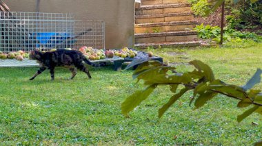 Tel tepsilerle döşenmiş Elma Bahçesi 'nde gezinen Tekir Kedi. Arka planda Yeşillik ve Adımlarla Keşif ve Kırsal Cazibe Anı Yakalıyor.