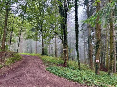 Fransa 'nın Vosges ve Alsace Dağları' ndaki Manzaralı Sonbahar Ormanı Yoğun Yeşillik ve Puslu Ağaçlarla çevrili