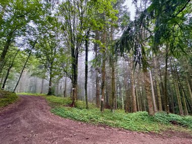 Fransa 'nın Vosges ve Alsace Dağları' ndaki Manzaralı Sonbahar Ormanı Yoğun Yeşillik ve Puslu Ağaçlarla çevrili