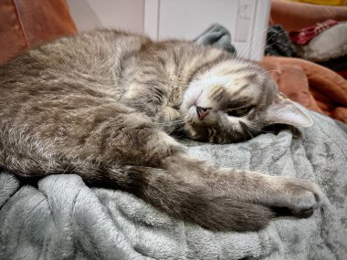 Huzurlu Uyuyan Gri Tekir Kedi 'nin Yakın Çekimi Konforlu Ev Ortamında Yumuşak Bir Battaniyenin Üzerinde Dinleniyor