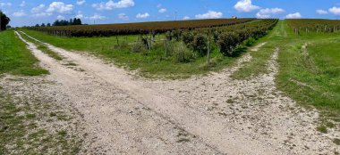 Parlak mavi bir gökyüzünün altında yemyeşil bir üzüm bağı boyunca uzanan toprak yollar. Dağılmış bulutlar, sıralanmış üzümler ve huzurlu kırsal alanlarda açık araziler.