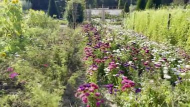 Renkli yıldızlarla, ayçiçekleri ve yemyeşil çiçeklerle dolu canlı bir çiçek bahçesi güneşli bir günde doğanın güzelliğini ve mevsimsel çiçek çeşitliliğini ön plana çıkarıyor.