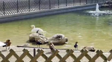 Güneşli bir gökyüzünün altında kıyıda tünemiş ördeklerle çevrili, zarif bir şekilde su içen kuğulu güzel bir park göleti ve arka planda yavaşça akan bir çeşme.