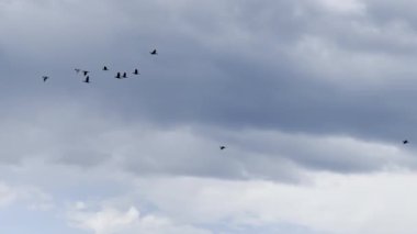 Fransa 'nın Loire Vadisi' nde, dramatik bulutlu gökyüzü ile yemyeşil ağaçların üzerinde uçan bir karabatak sürüsü.