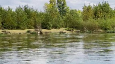 Küçük Akbalıkçıl Loire nehri boyunca yoğun bitki örtüsüyle kumsalda suyun kıyısında duruyor.