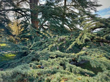 Olgun bir sedir ağacının (Cedrus) geniş açılı görüntüsü mavi-yeşil iğneler ve koni kümeleri ile, sakin bir parkta yumuşak gün ışığında yıkanmış, karmaşık dalları ve ebedi yeşil yaprakları vurguluyor