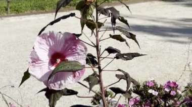 Canlı pembe bir Hibiscus çiçeğine yakın çekim. Koyu kahverengi yapraklı, güneşli bir bahçe düzeninde. Narin taç yaprakları ve koyu kırmızı bir merkezi var.